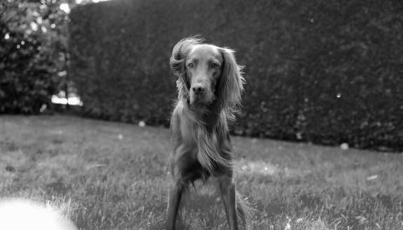 Hund im Garten